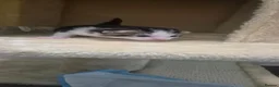 Mixed Breed cats for sale: Mixed breed kittens in Paignton - Advert 12