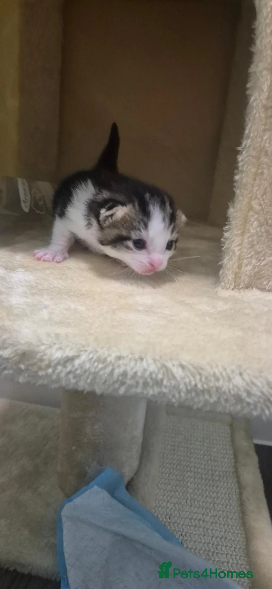 Mixed Breed cats for sale: Mixed breed kittens in Paignton - Advert 12