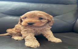 Cockapoo dogs for sale: F1 toy cockerpoo - Image 1