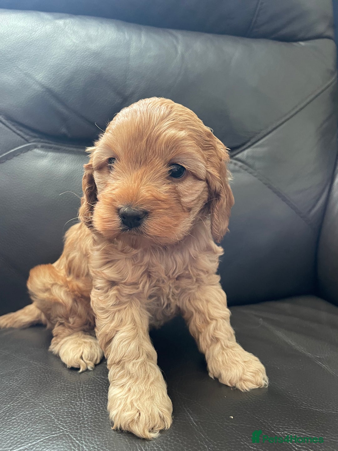 Cockapoo dogs for sale: F1 toy cockerpoo - Image 1