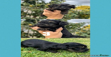 Mixed Breed dogs - Advert 3