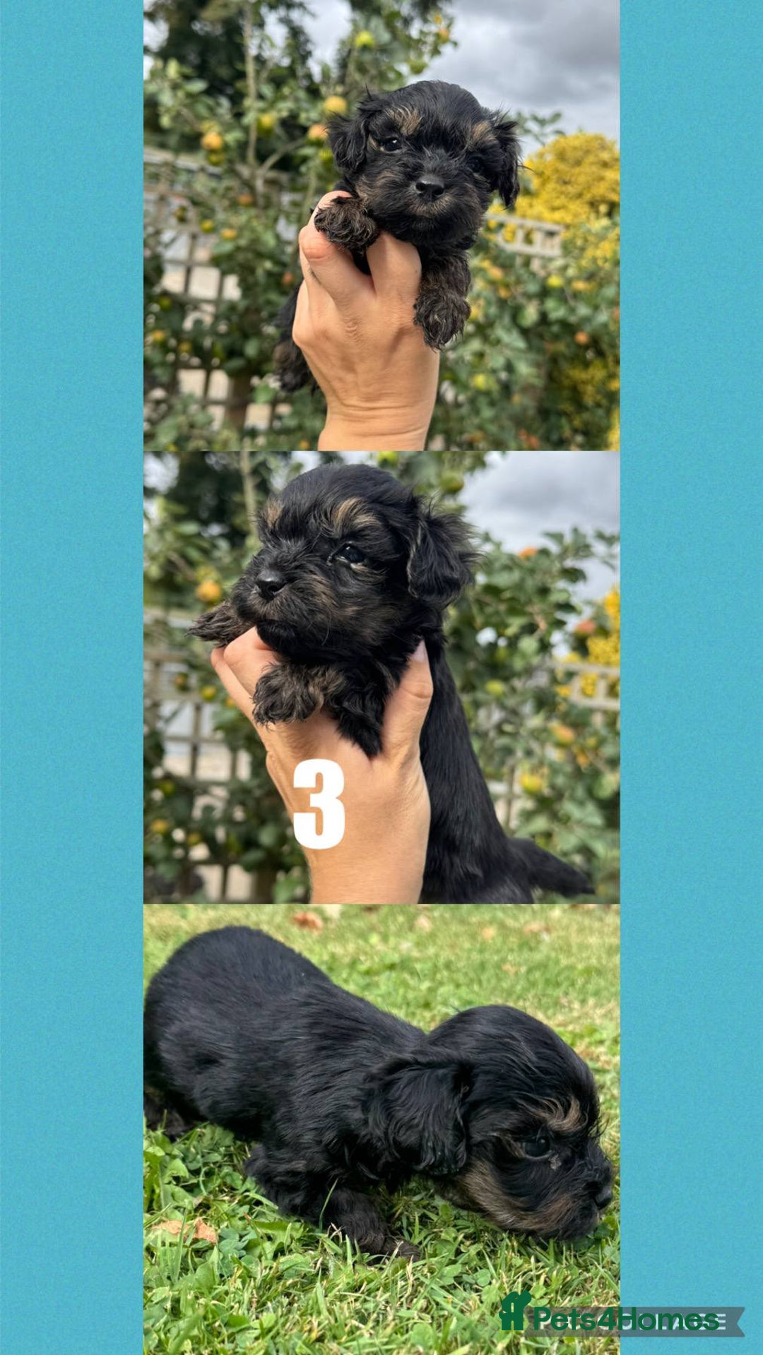 Mixed Breed dogs for sale: Gorgeous fluffy Yorkiepoos - Image 2
