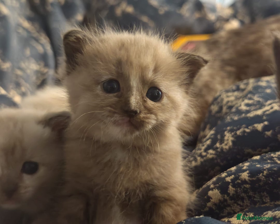 Tonkinese cats for sale: Gorgeous Tonkdoll kittens  - Advert 20