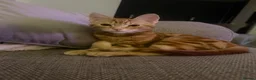 Mixed Breed cats for sale: 8Month old ginger kitten - Advert 6