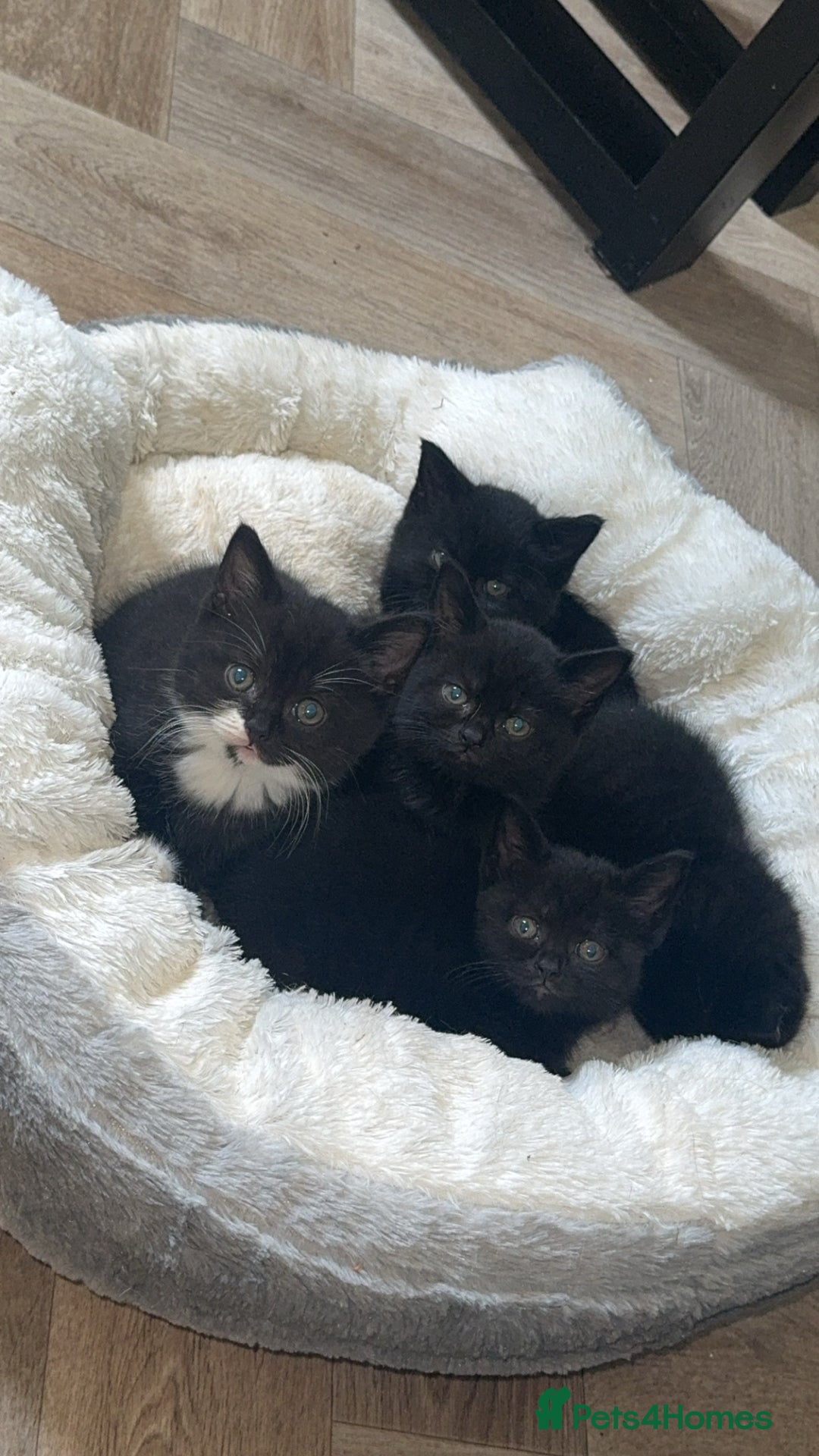 British Shorthair cats for sale: British short hair X 3/4 - Image 2