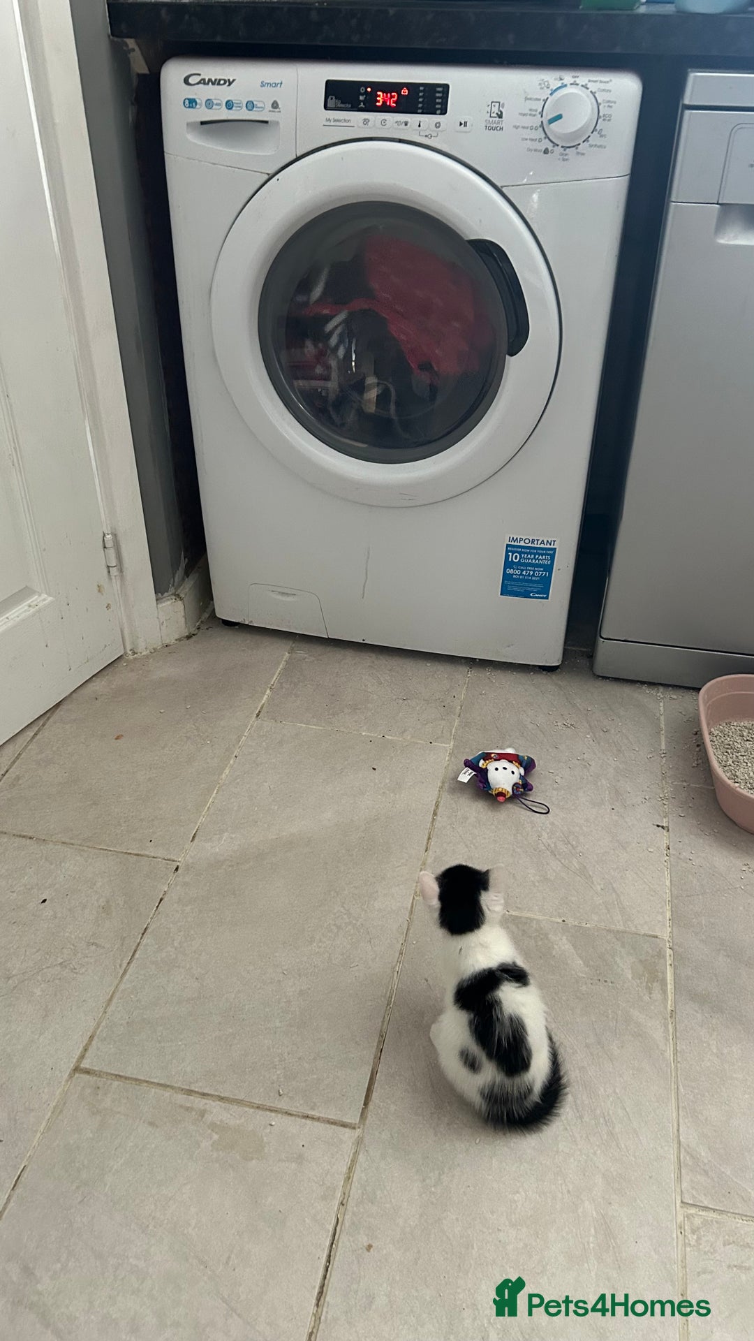 Mixed Breed cats for sale: Kittens for sale - Image 9