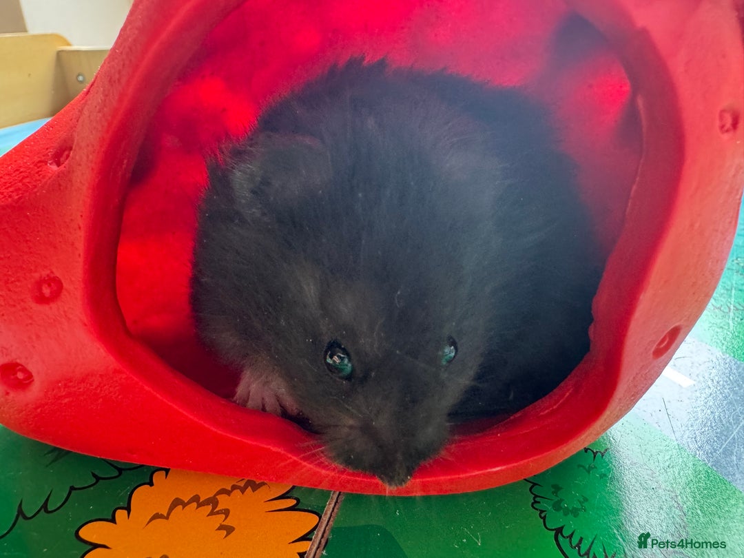 Hamster rodents for sale: Beautiful, pedigree Syrian hamster babies in High Wycombe - Image 3