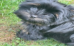 Yorkshire Terrier dogs for sale: 🥰🥰Yorkshire Terrier black tan🐶🐶 - Image 14