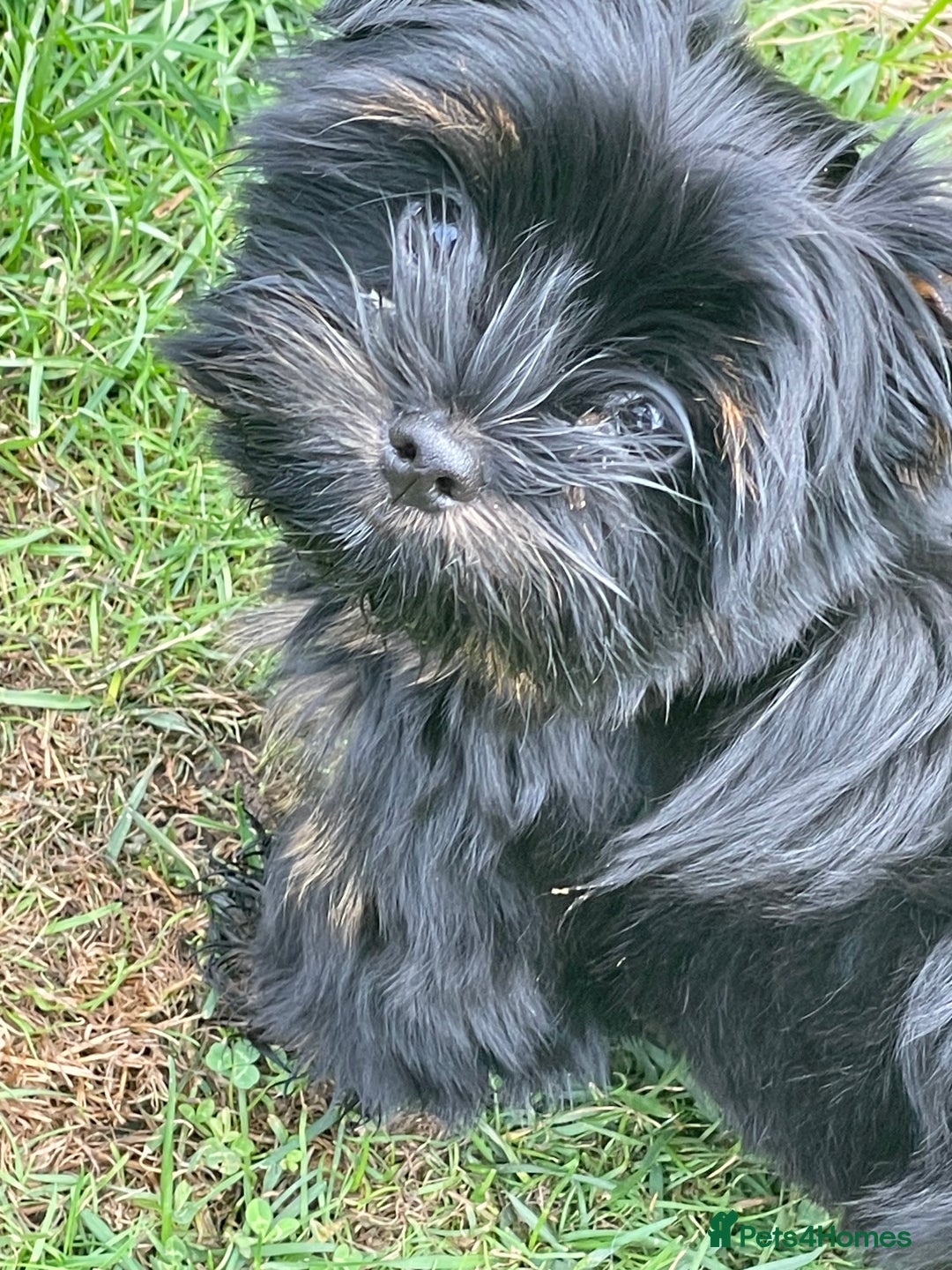 Yorkshire Terrier dogs for sale: 🥰🥰Yorkshire Terrier black tan🐶🐶 - Image 14