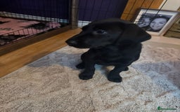 Labrador Retriever dogs for sale: Black female labrador - Image 4