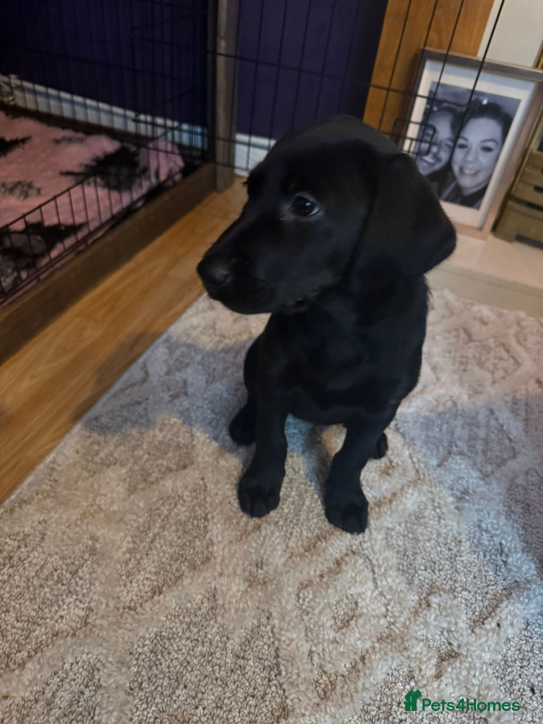 Labrador Retriever dogs for sale: Black female labrador - Image 4