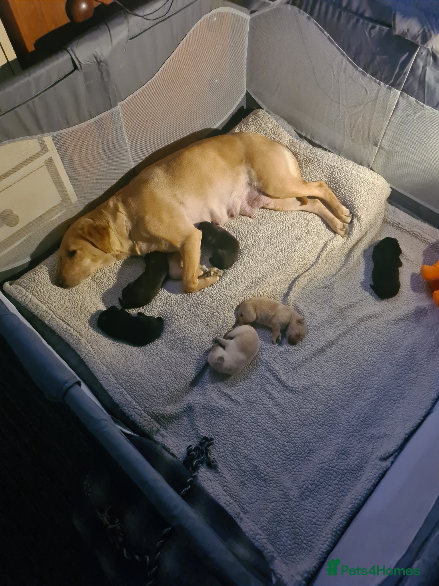 Labrador Retriever dogs 6 stunning puppies - Advert 2