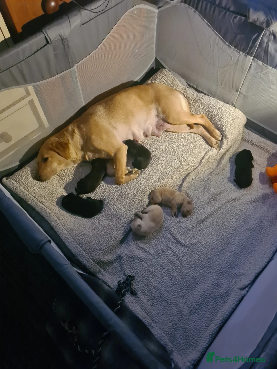 Labrador Retriever dogs for sale: 6 stunning puppies - Advert 1