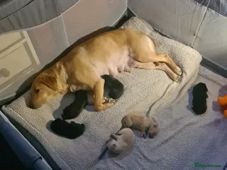 Labrador Retriever dogs 6 stunning puppies - Advert 2