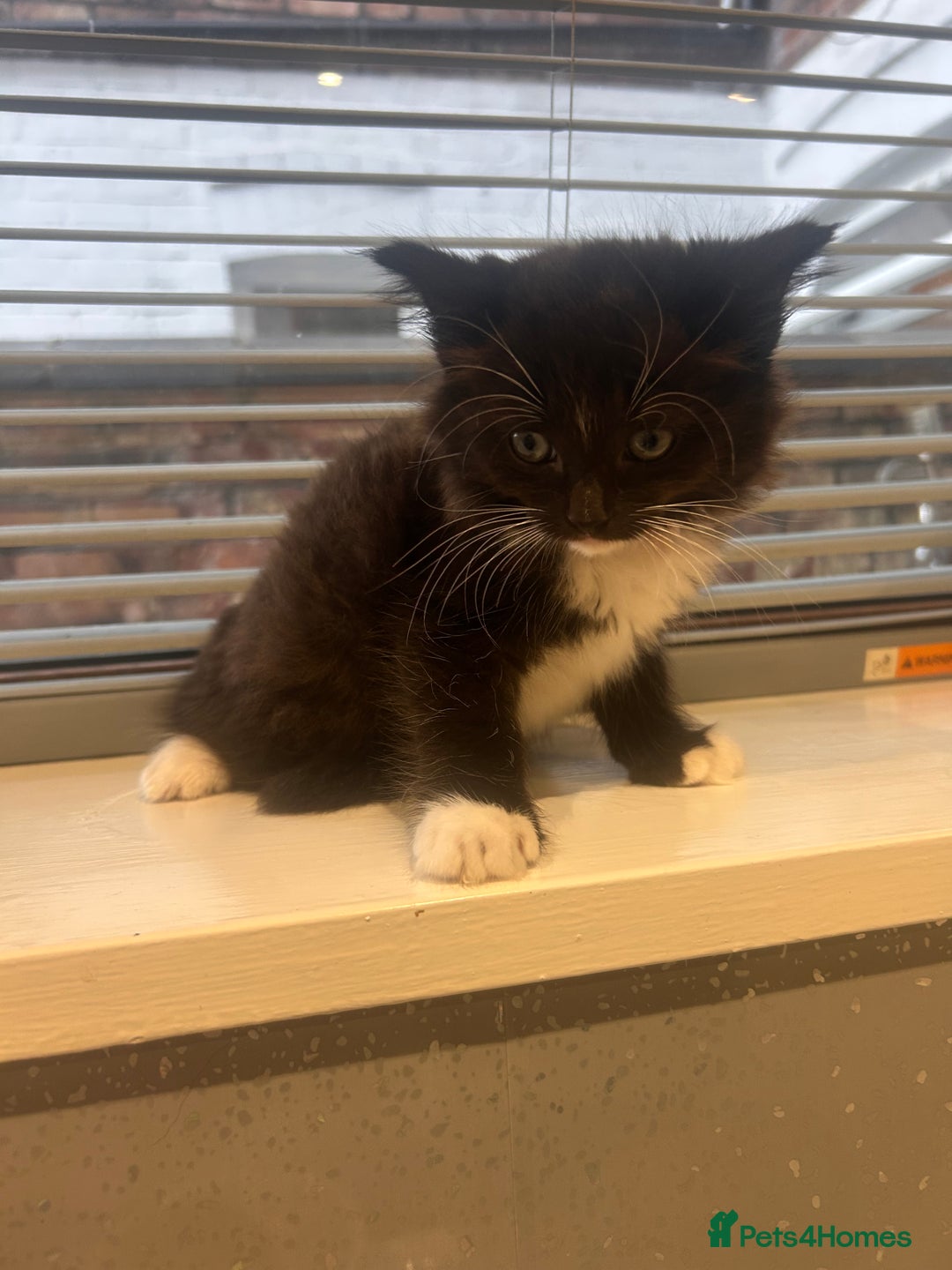 Ragdoll cats for sale: OPEN TO OFFERS!BEAUTIFUL RAGDOLL X SIAMESE KITTENS - Image 6