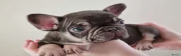 French Bulldog dogs for sale: Chocolate & tan female - Advert 7
