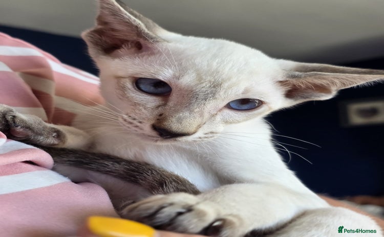 Siamese cats - Advert 2
