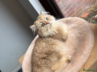 British Longhair cats GCCF reg BLH Last Chocolate Golden Male Kitten - Advert 2