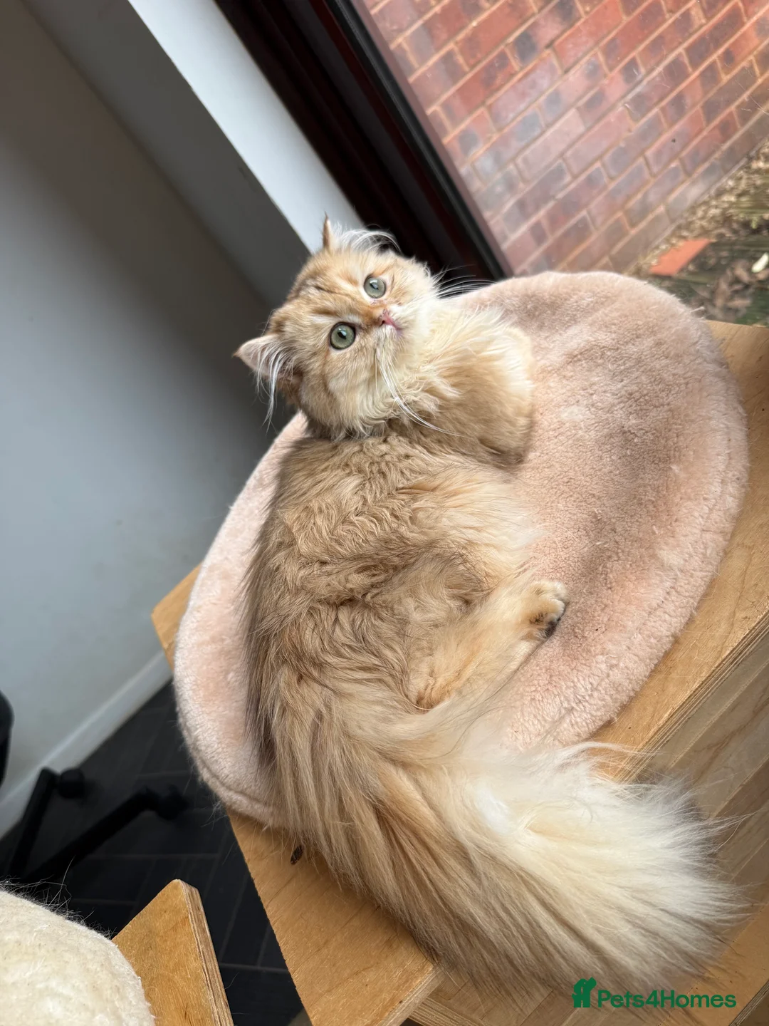 British Longhair cats for sale: GCCF reg BLH Last Chocolate Golden Male Kitten - Advert 1