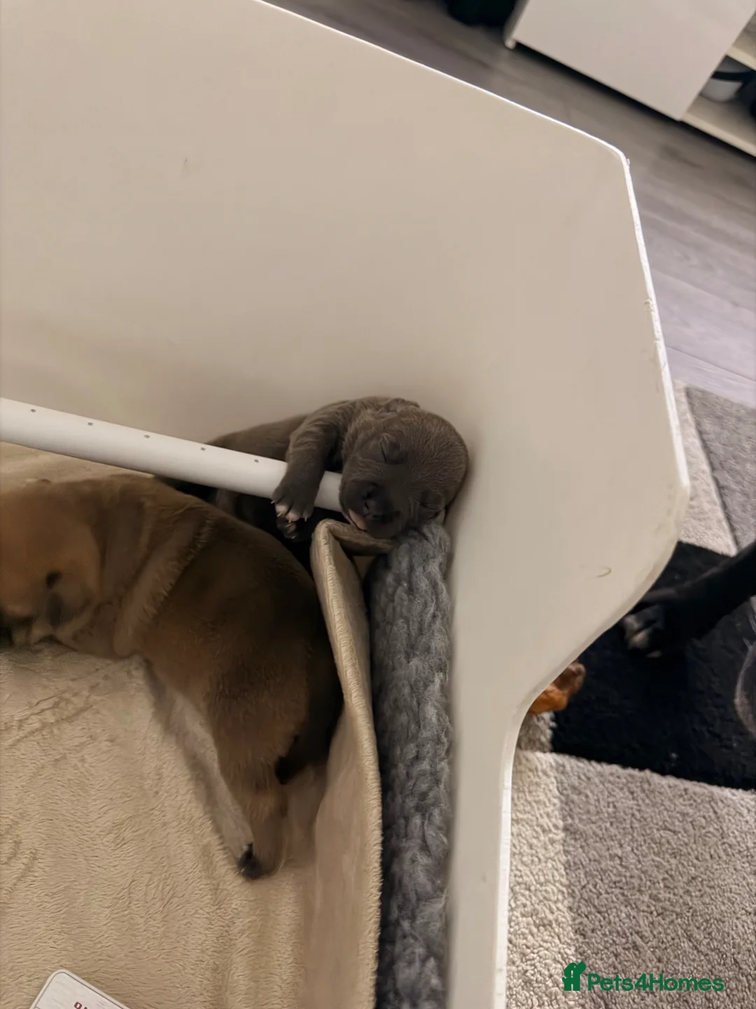 Staffordshire Bull Terrier dogs for sale: One blue brindle bitch available  - Advert 7