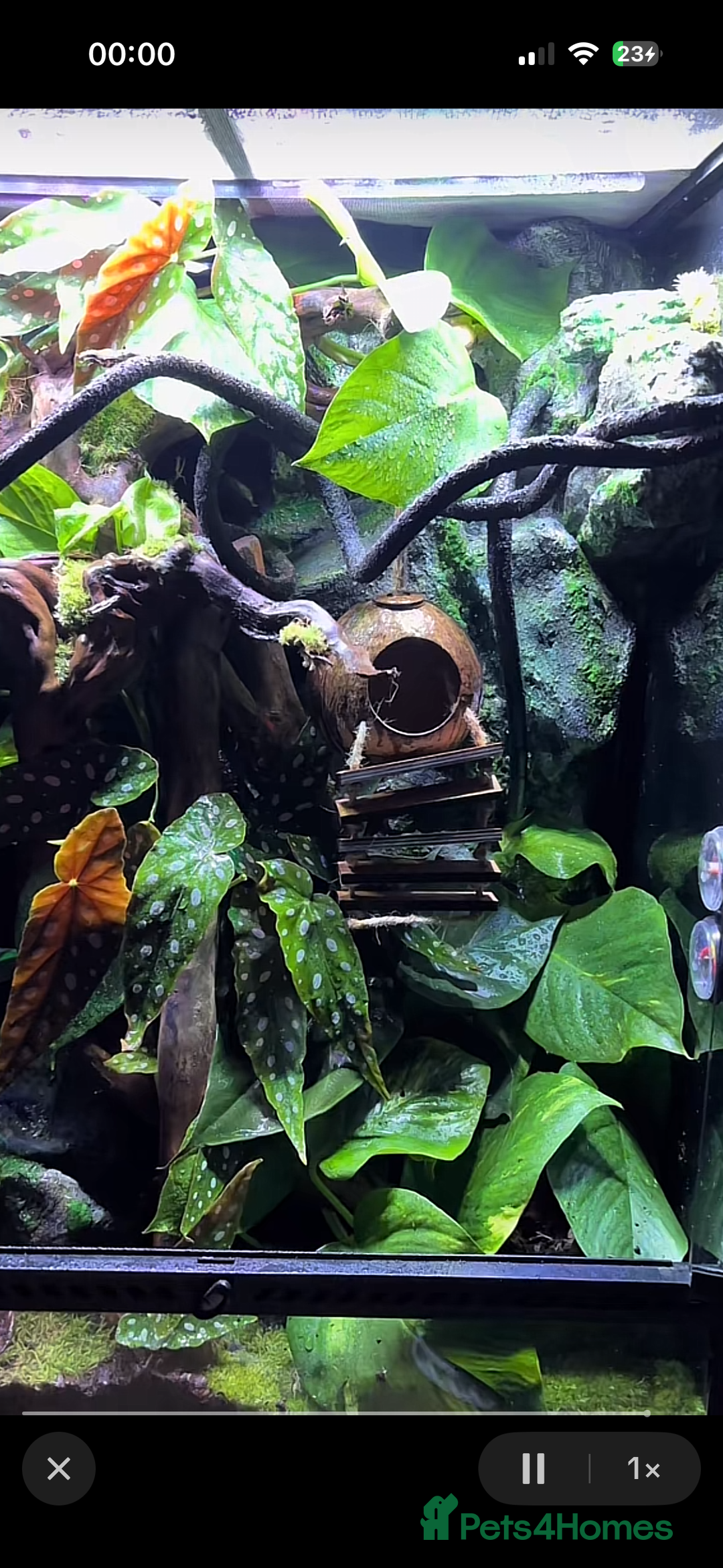 Gecko reptiles for sale: Exo terra 60x45x90 + trio of crested geckos  - Advert 9