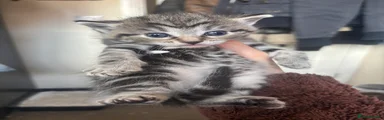 Tabby girl kitten