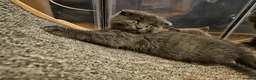 British Shorthair cats for sale: Cute babies! - Advert 12