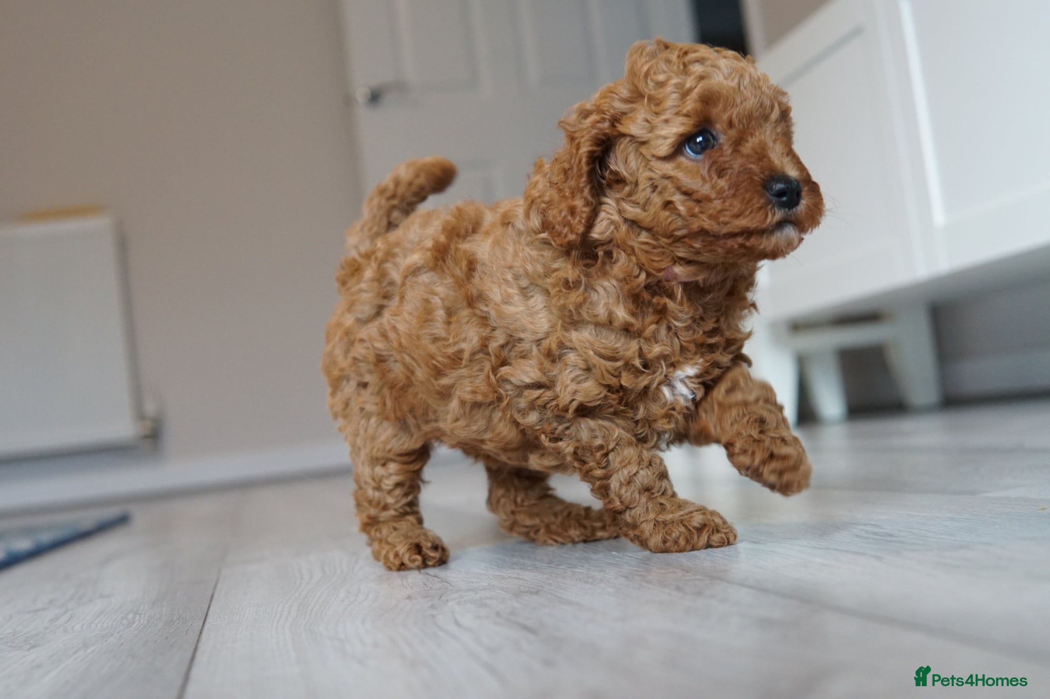 Labradoodle dogs Miniature Labradoodles - Advert 2