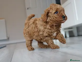 Labradoodle dogs Miniature Labradoodles - Advert 1