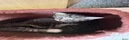 Mixed Breed cats for sale: 5 stunning kittens  in Pontypool - Advert 13