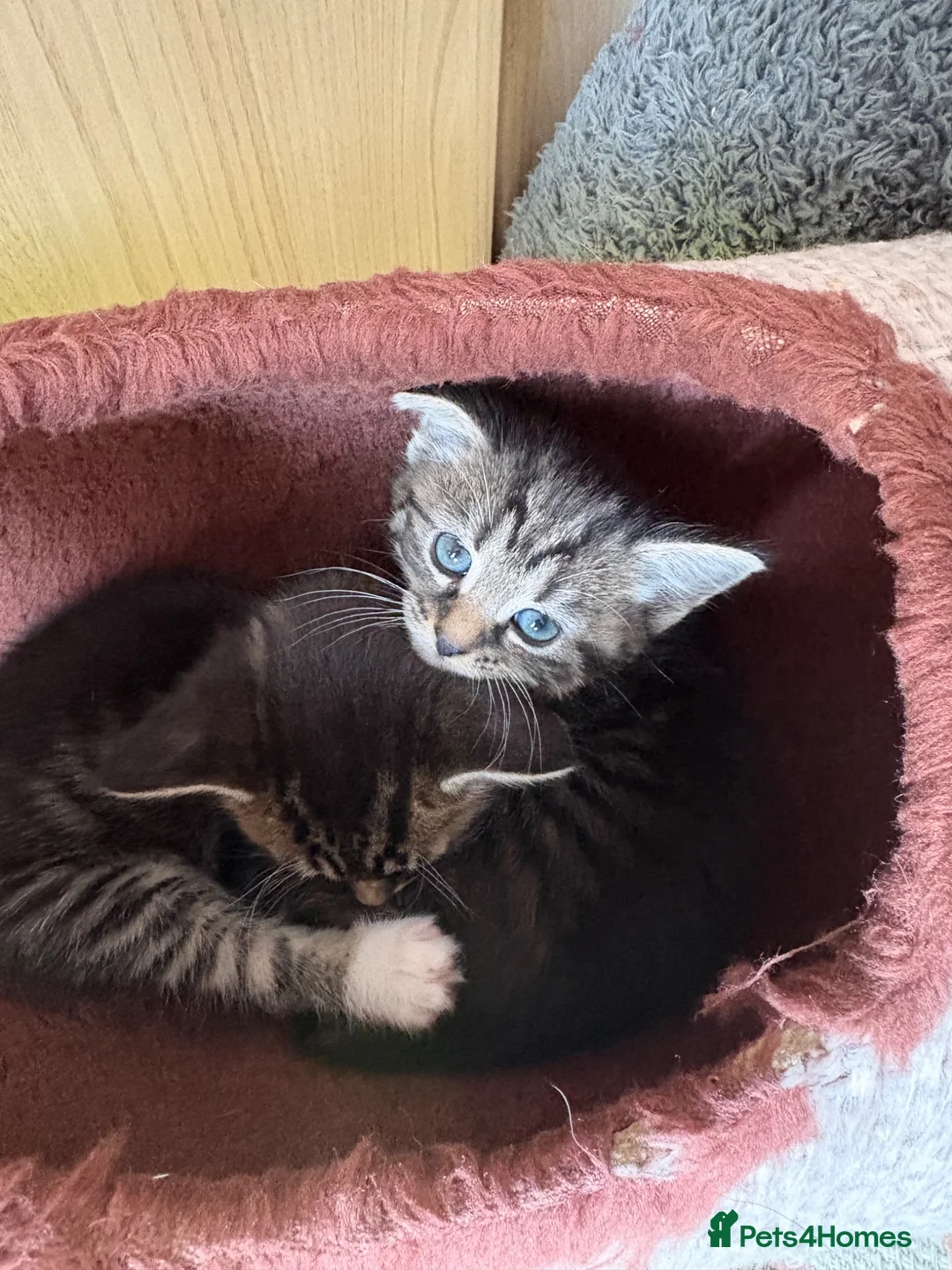Mixed Breed cats for sale: 5 stunning kittens  in Pontypool - Advert 13