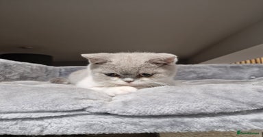 British Shorthair cats - Advert 1