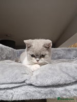 British Shorthair cats - Advert 6