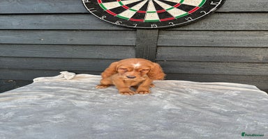 Cocker Spaniel dogs - Advert 3