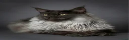 Maine Coon cats for sale: GCCF Maine Coon Kittens – Champion Parents - Advert 16
