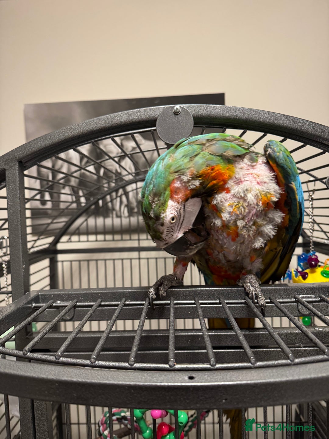 Macaws birds for sale: Harlequin macaw  - Image 3