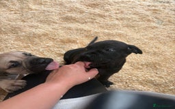 Cane Corso dogs for sale: Cane corso pups - Image 21