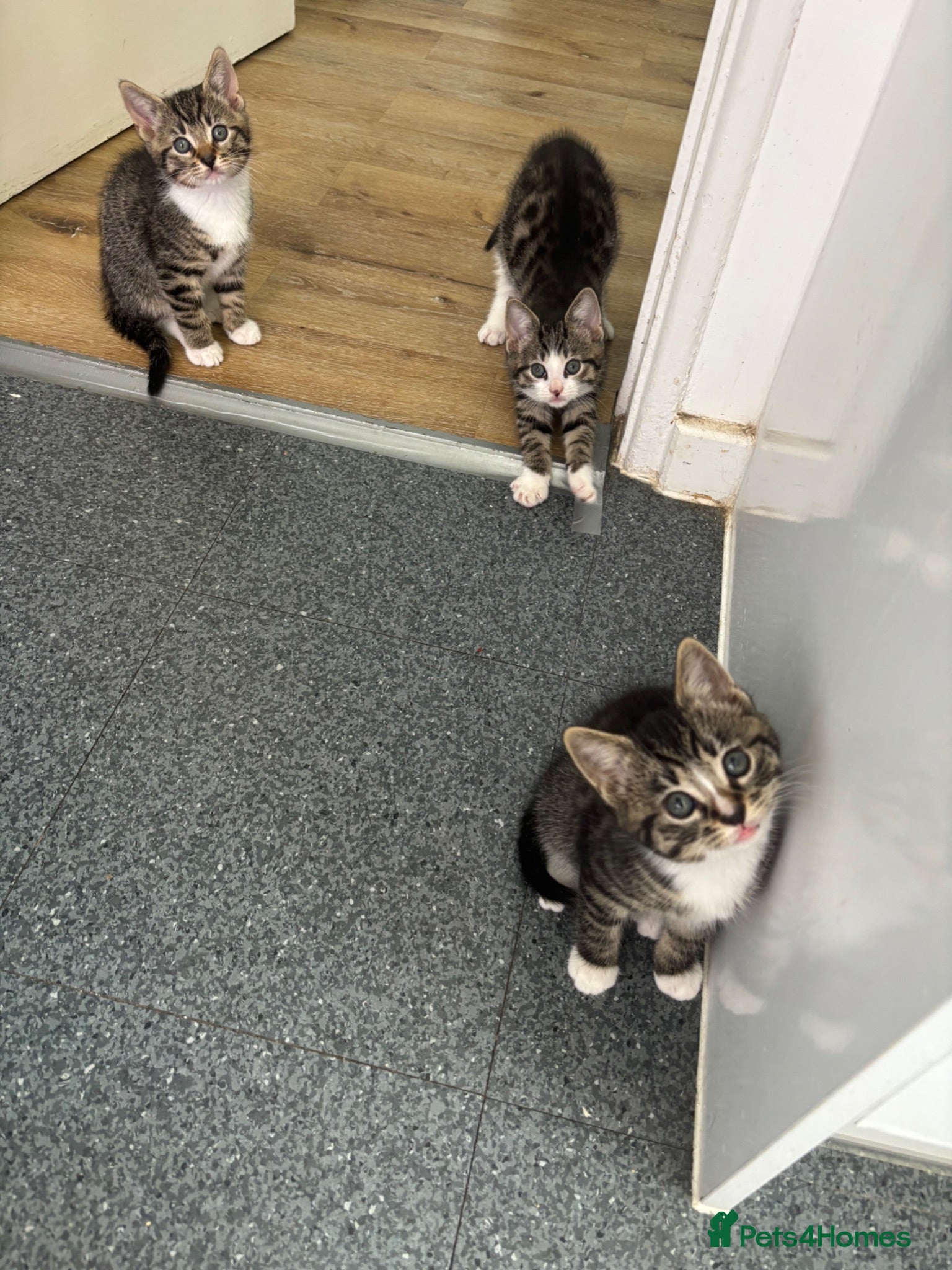 Mixed Breed cats Tabby kittens  - Advert 4
