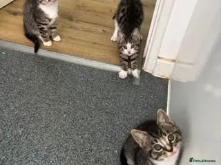 Mixed Breed cats Tabby kittens - Advert 4