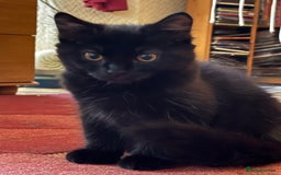 Mixed Breed cats for sale: 3 Kittens ready ASAP  - Image 5