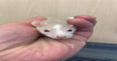 Rat rodents - Advert 3