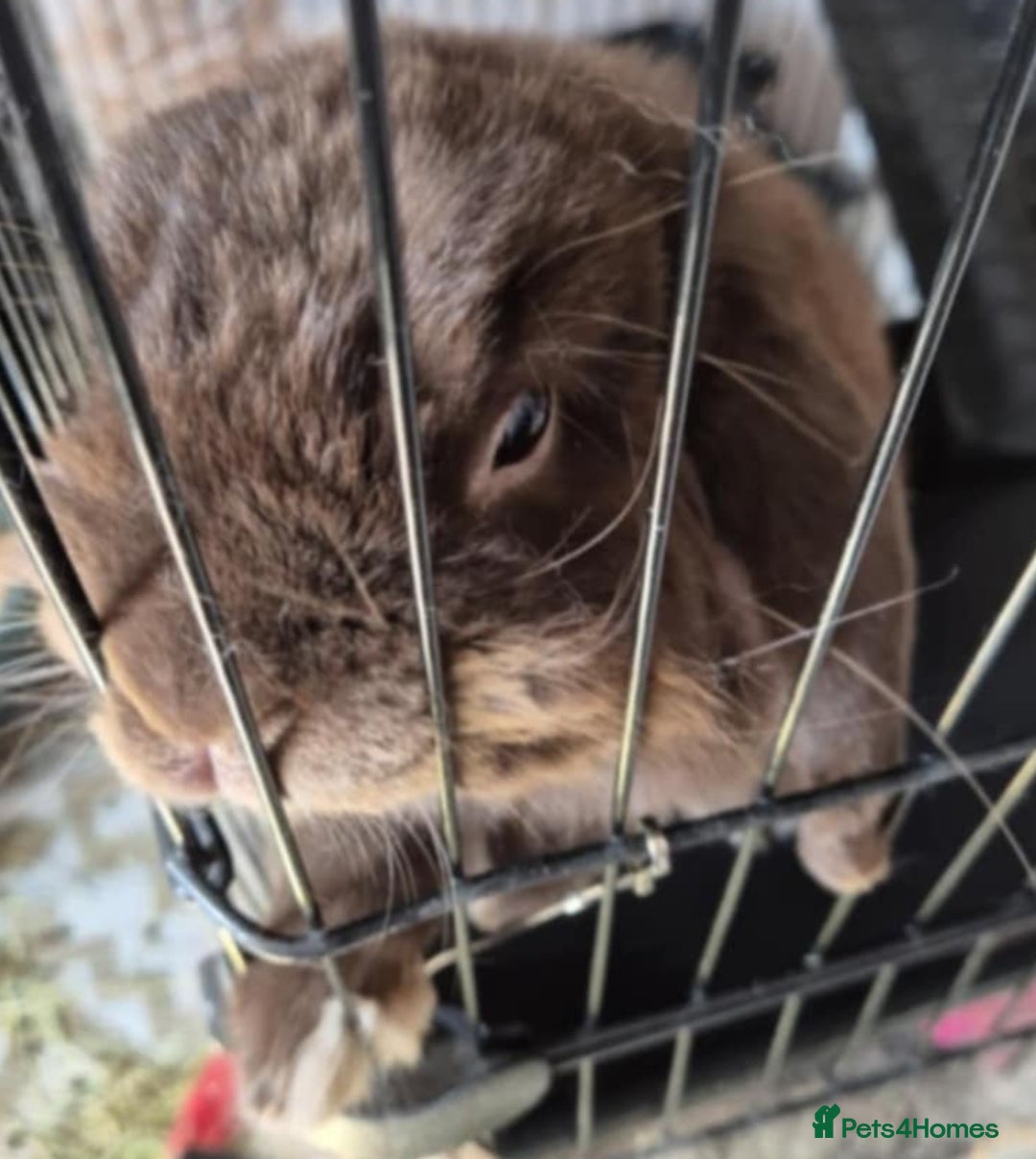 Mini Lop rabbits for sale: 2 male bunnies for sale - Image 3