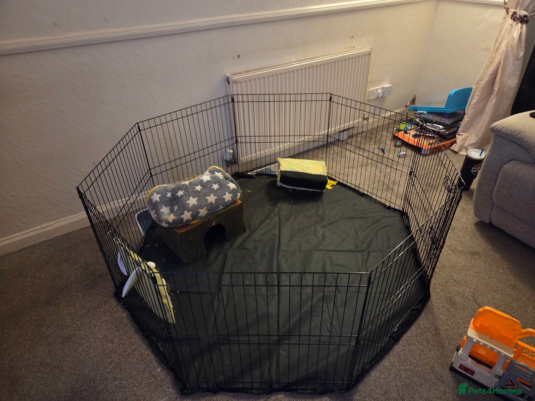 Guinea Pig rodents for sale: Bonded male pair with full indoor set up - Advert 4