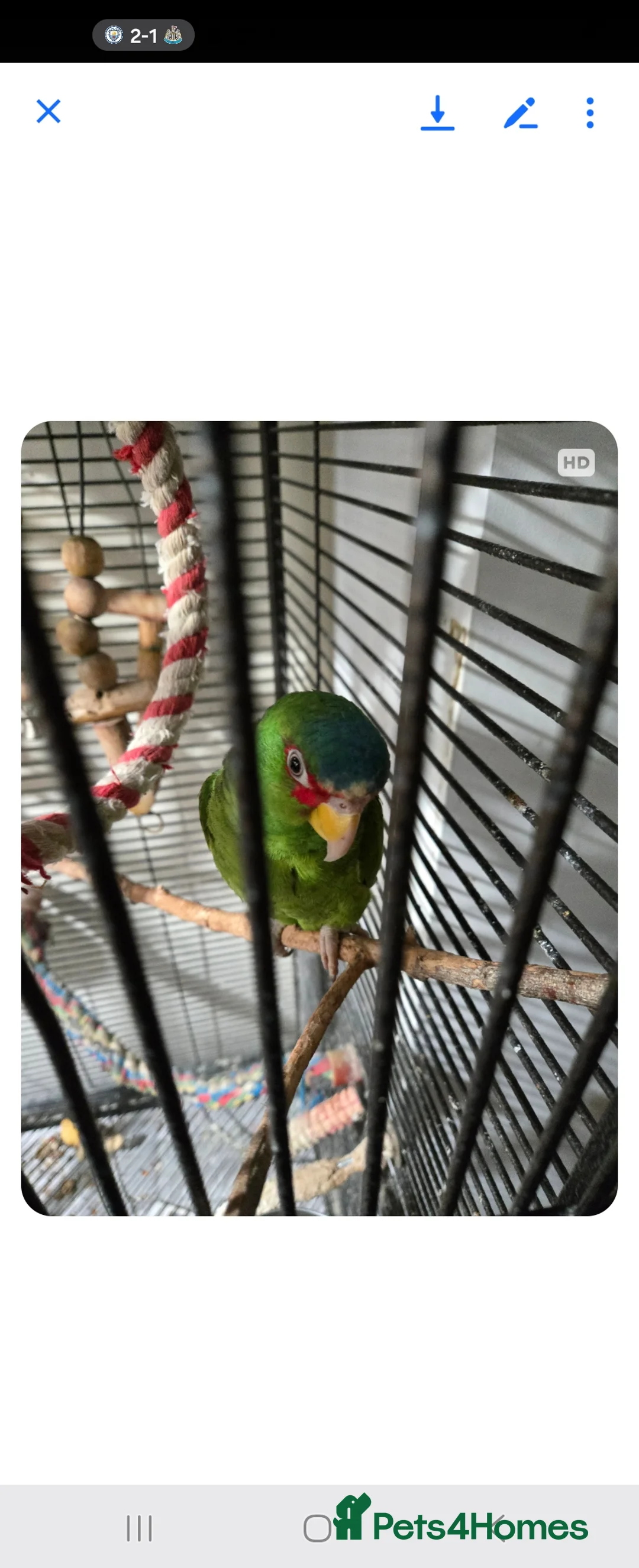 Parrots birds for sale: Amerzon green white  - Advert 1