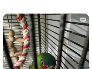 Parrots birds Amerzon green white - Advert 5