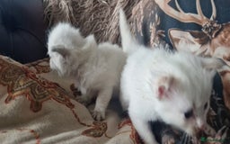 Ragdoll cats for sale: Ragdoll kittens looking for forever homes - Advert 7