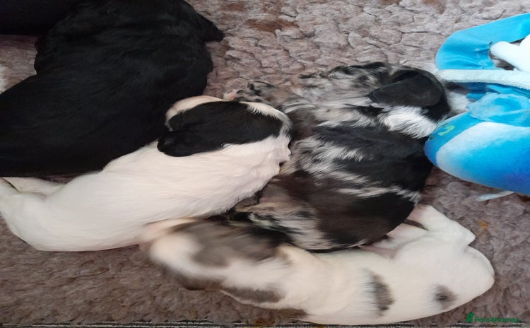 Sprocker dogs - Advert 1