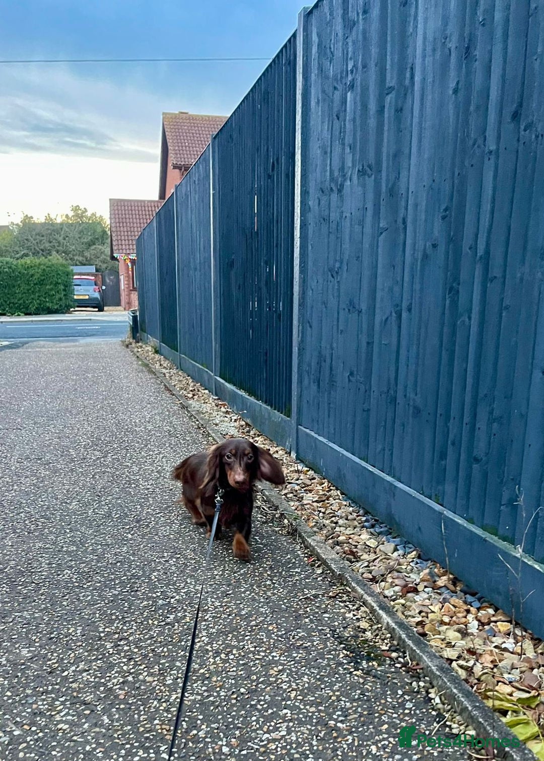 Miniature Dachshund dogs for stud: Handsome Miniature Dachshund Chocolate Stud  - Advert 2