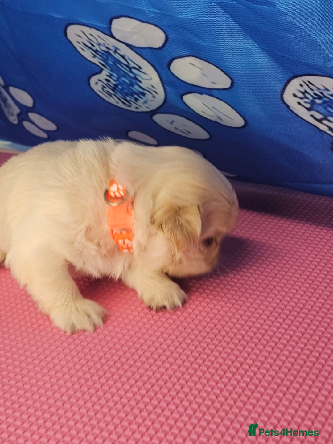 Shih Tzu dogs for sale: Pedigree smallest possible size Shih Tzu - Advert 6