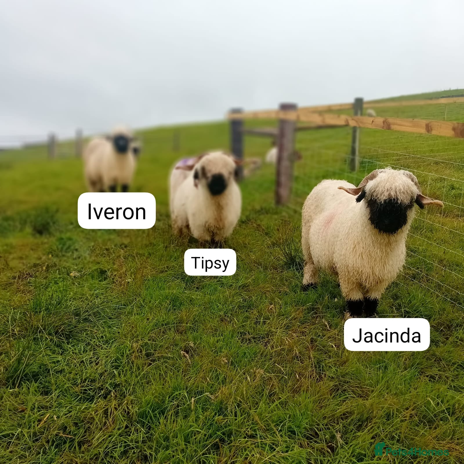 Sheep livestock Valais blacknose ewes - Advert 4